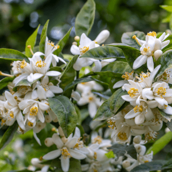 Água de Flor de Laranjeira